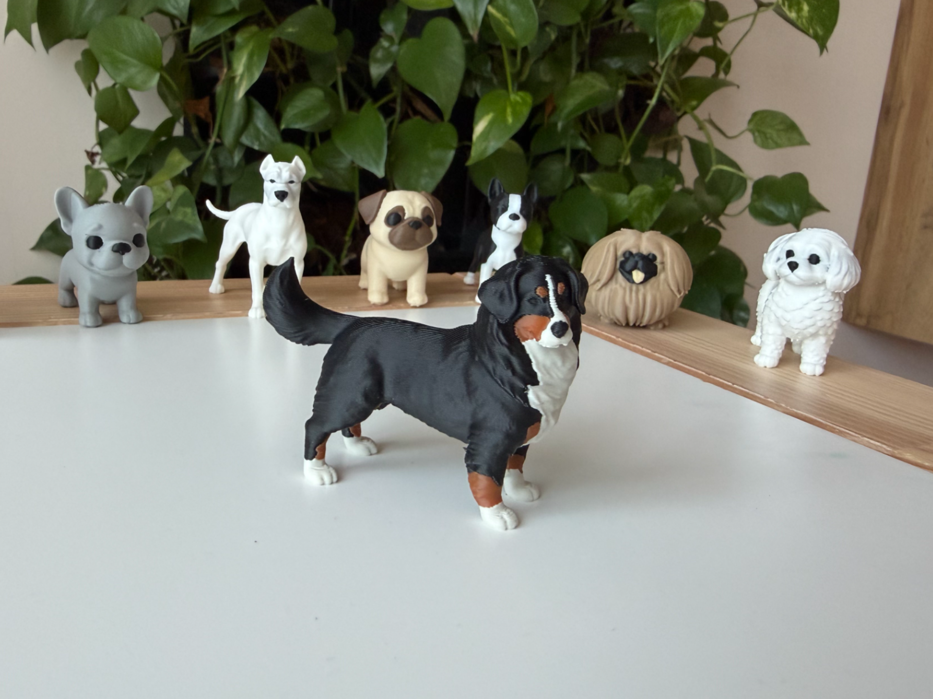 Bernese Mountain dog