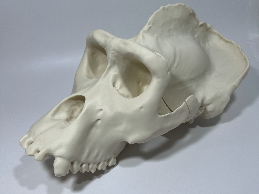 Gorilla Cranium Male