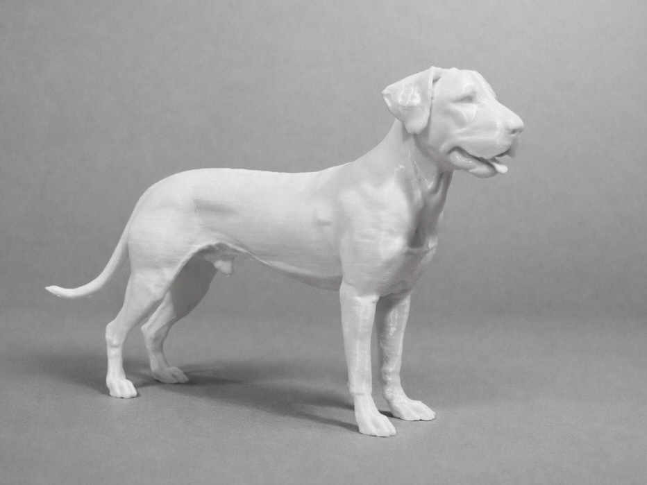 Rhodesian Ridgeback - Animal - Dog