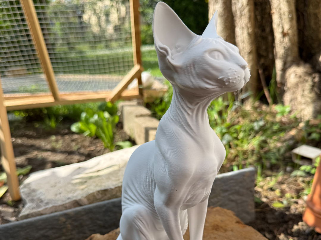 gatto sphynx