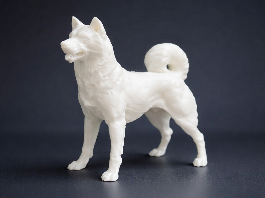 Hokkaido - Dog - Animal