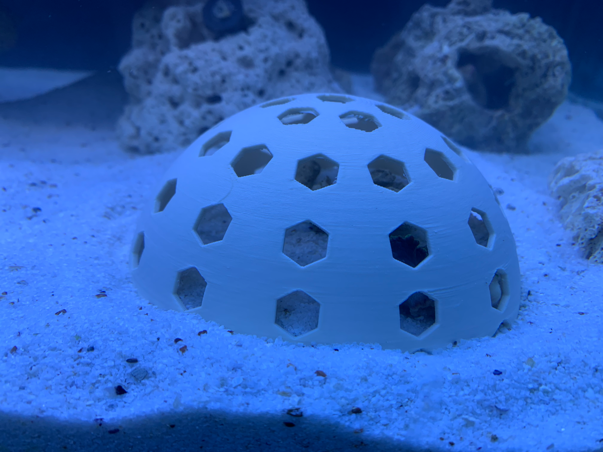 Coral Shield
