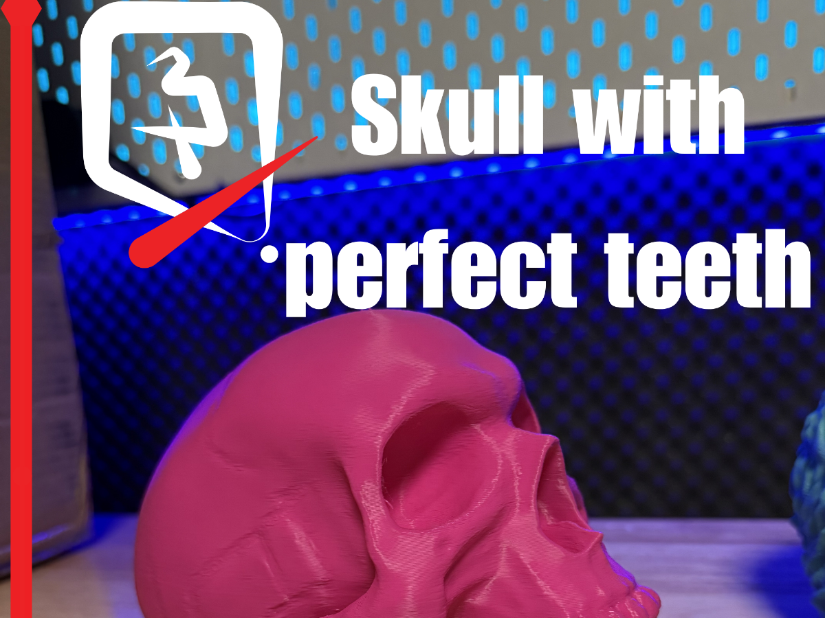 Skull w Perfect Teeth