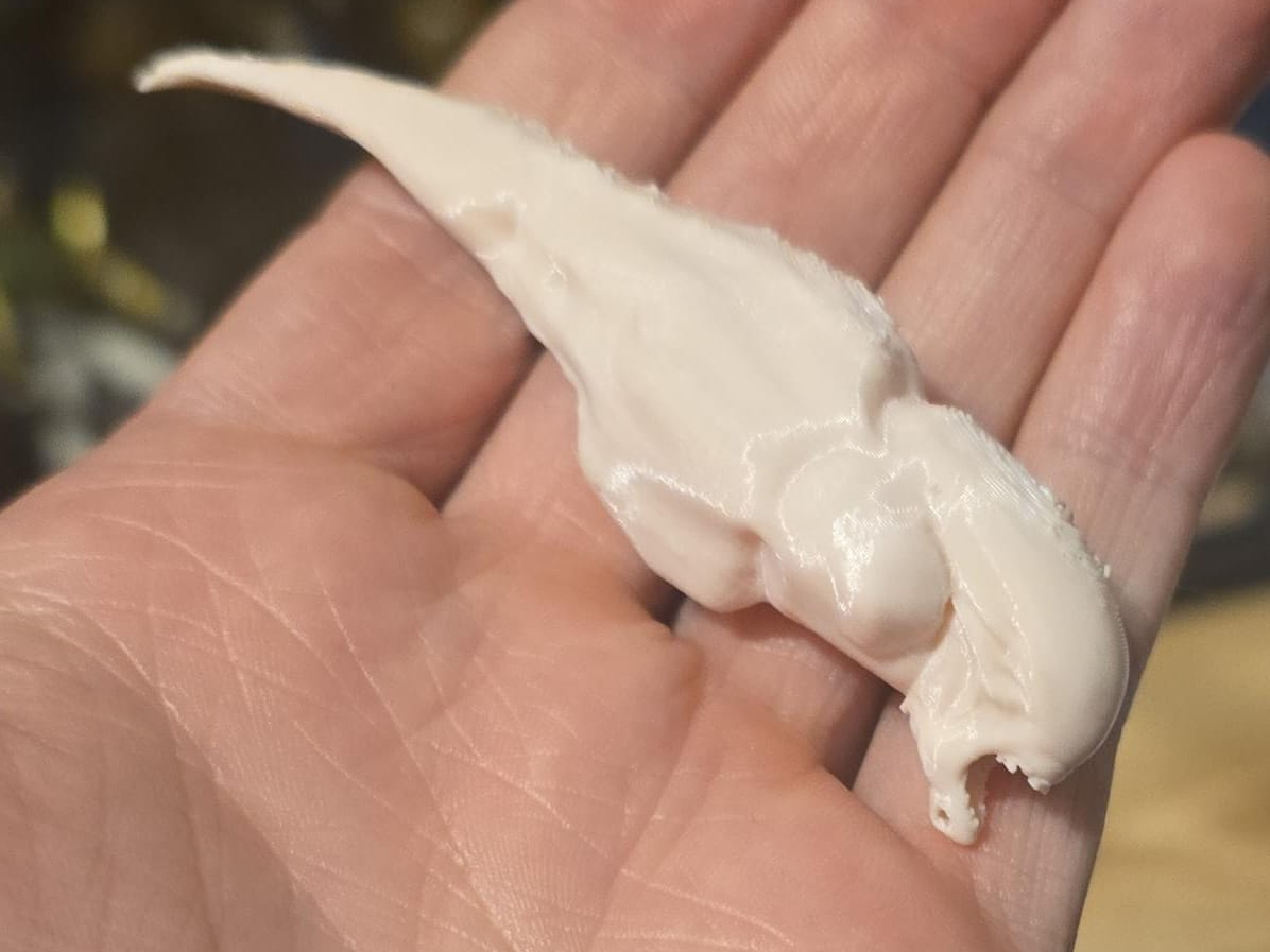 Xeno  tadpole