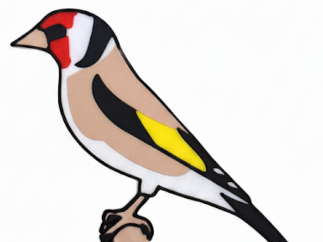 pajaro jilguero, si ams