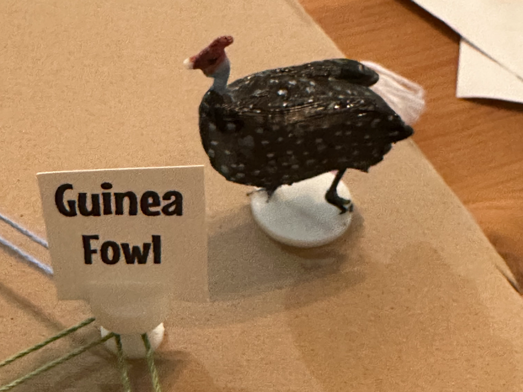 Helmeted Guinea Fowl
