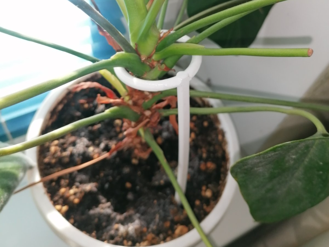 Houseplants support