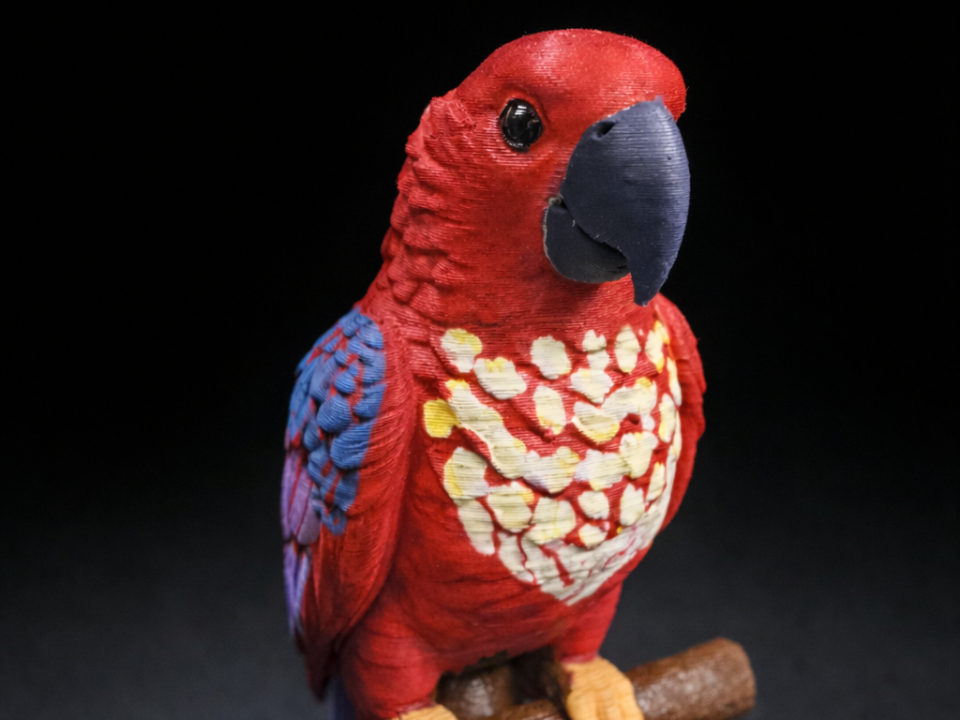 parrot