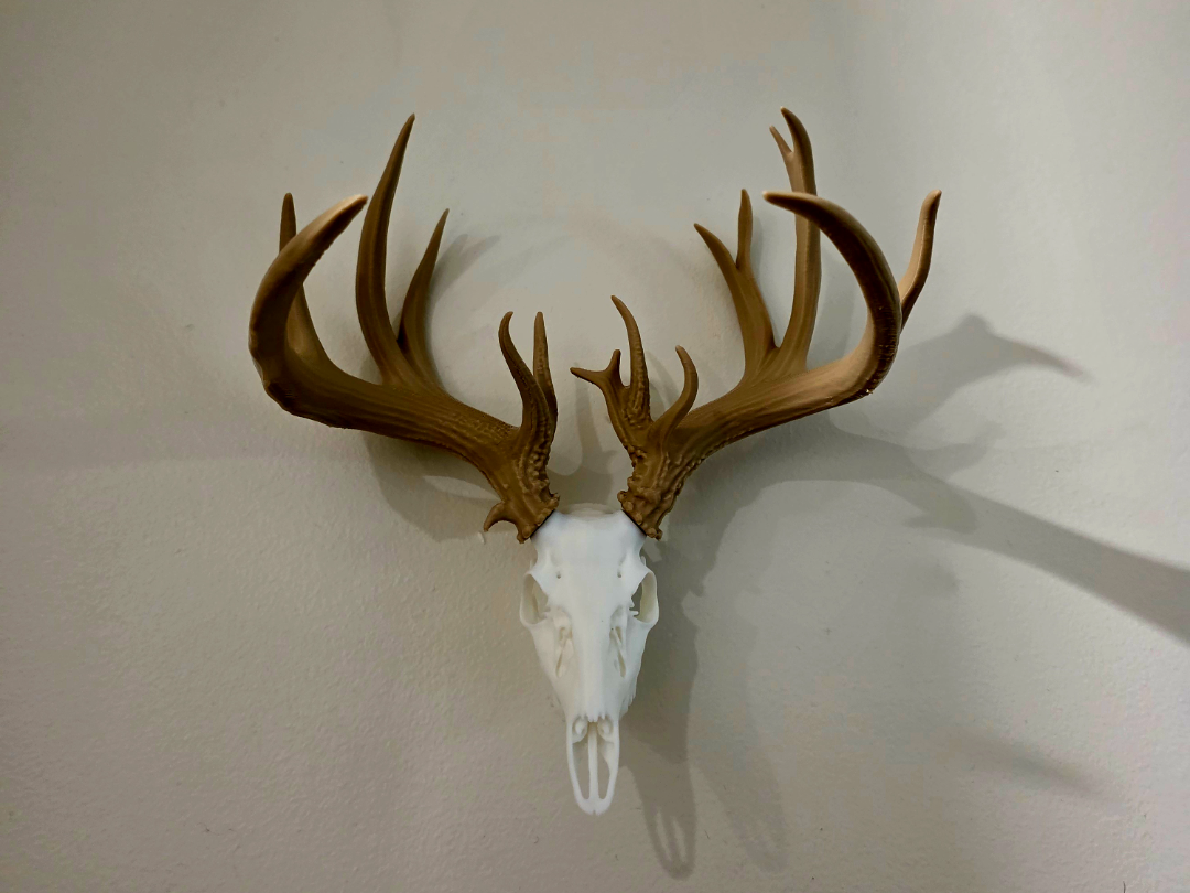 Deer Antler Set - 1/26/26