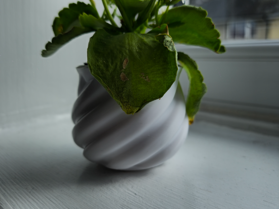 whirlpool plant pot