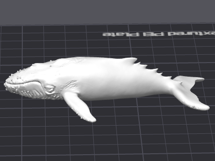 Humpback whale