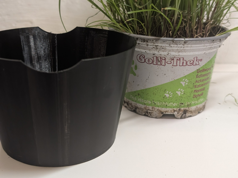 Planter Cat Grass