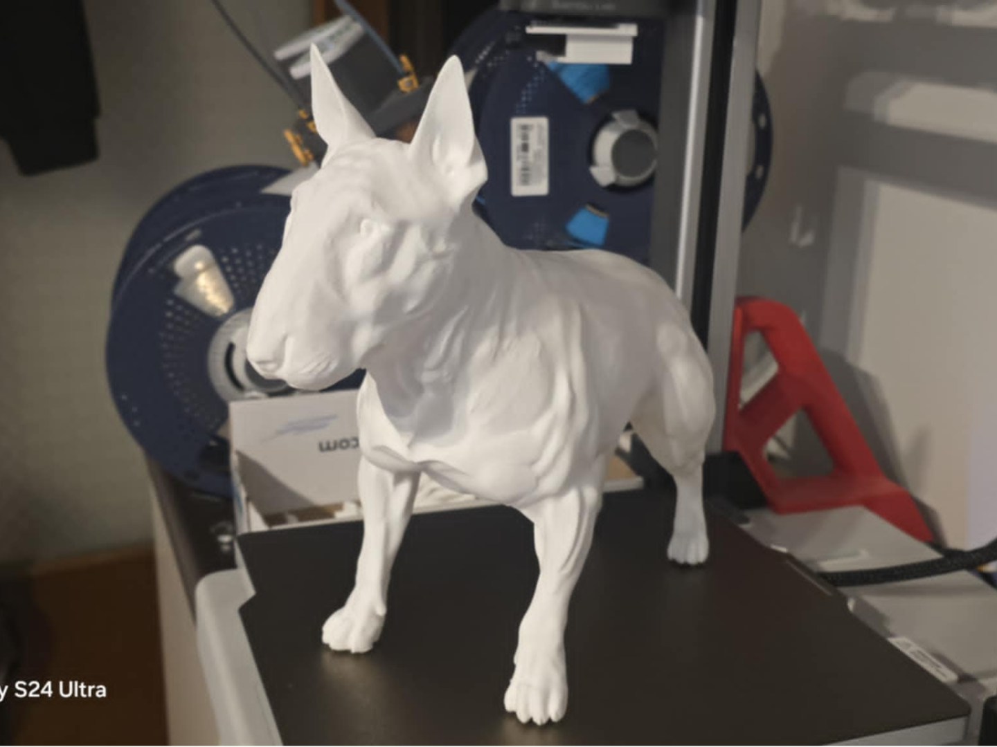 Bullterrier dog