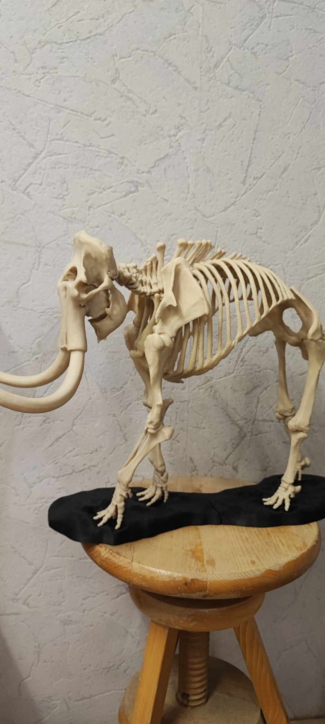 Woolly Mammoth Skeleton