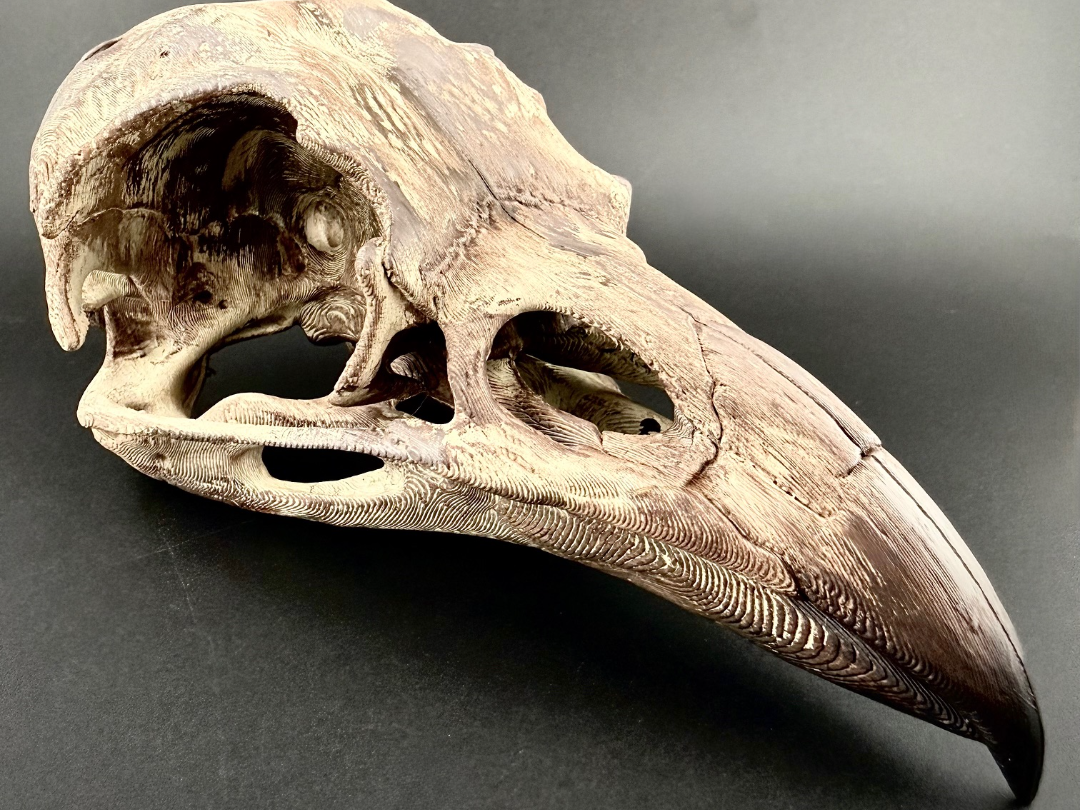crow skull