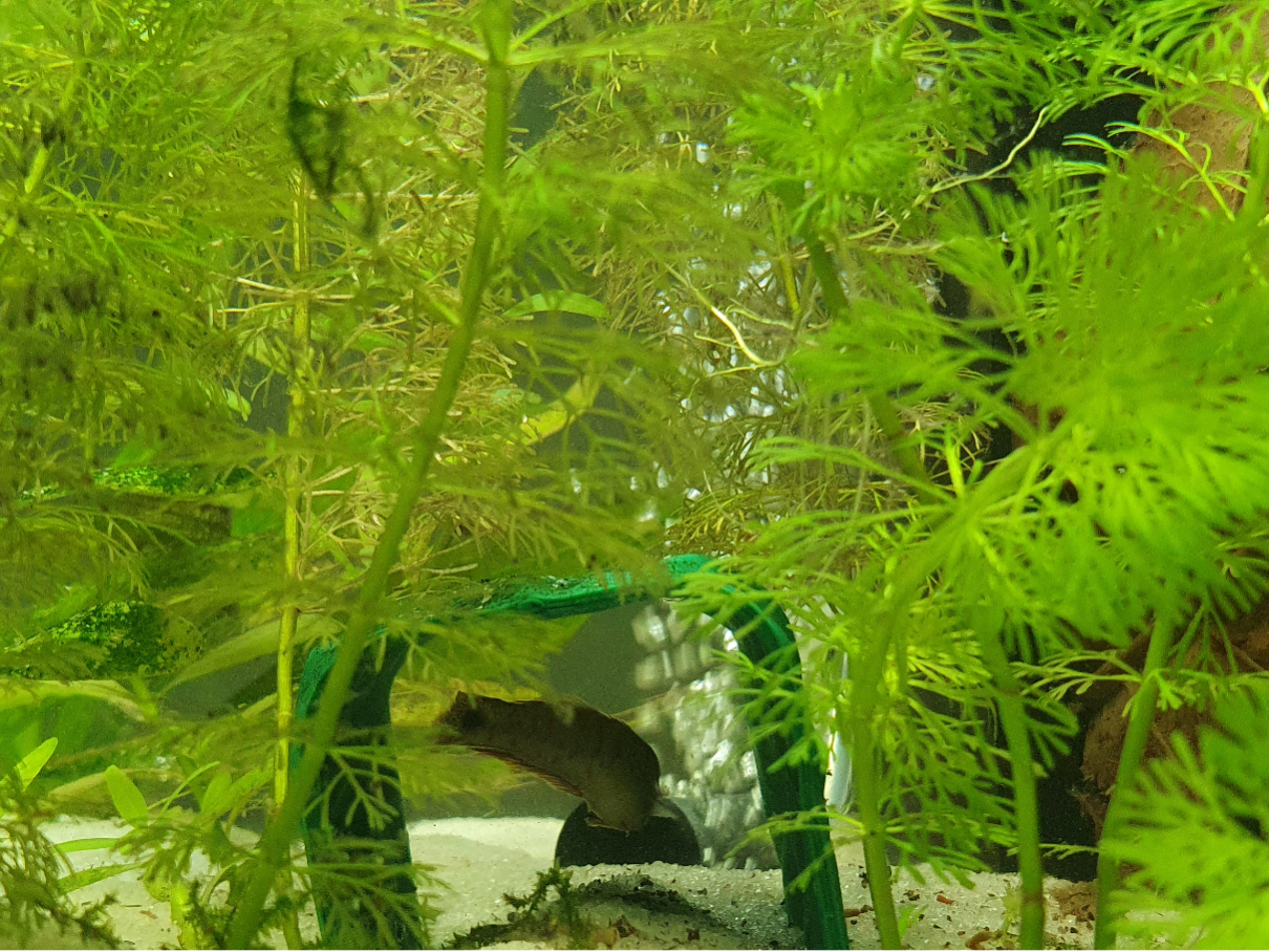Aquairum Fish Hideout for bottom
