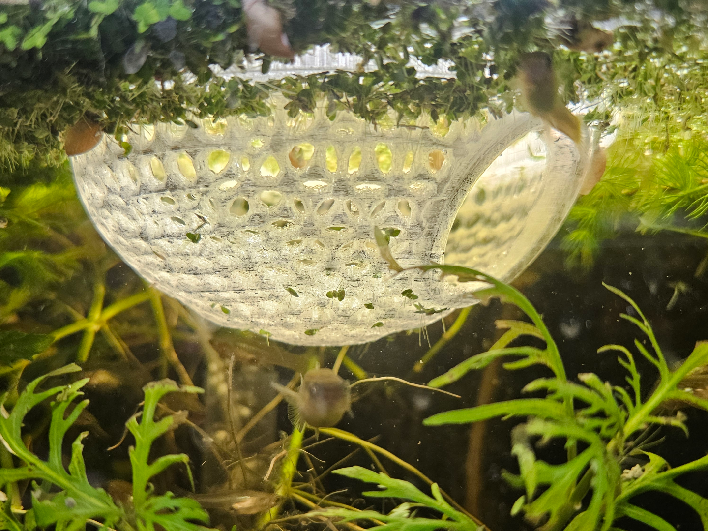 Betta Dome
