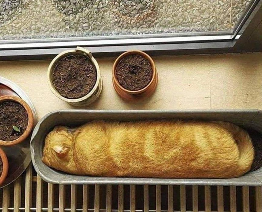 Loaf Cat Pixel Art