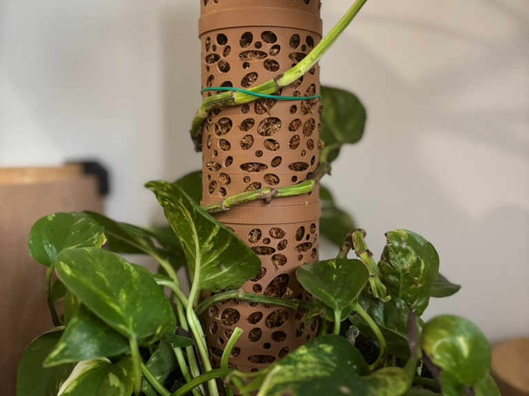 Plant Climbing Support (Stake + Spike)