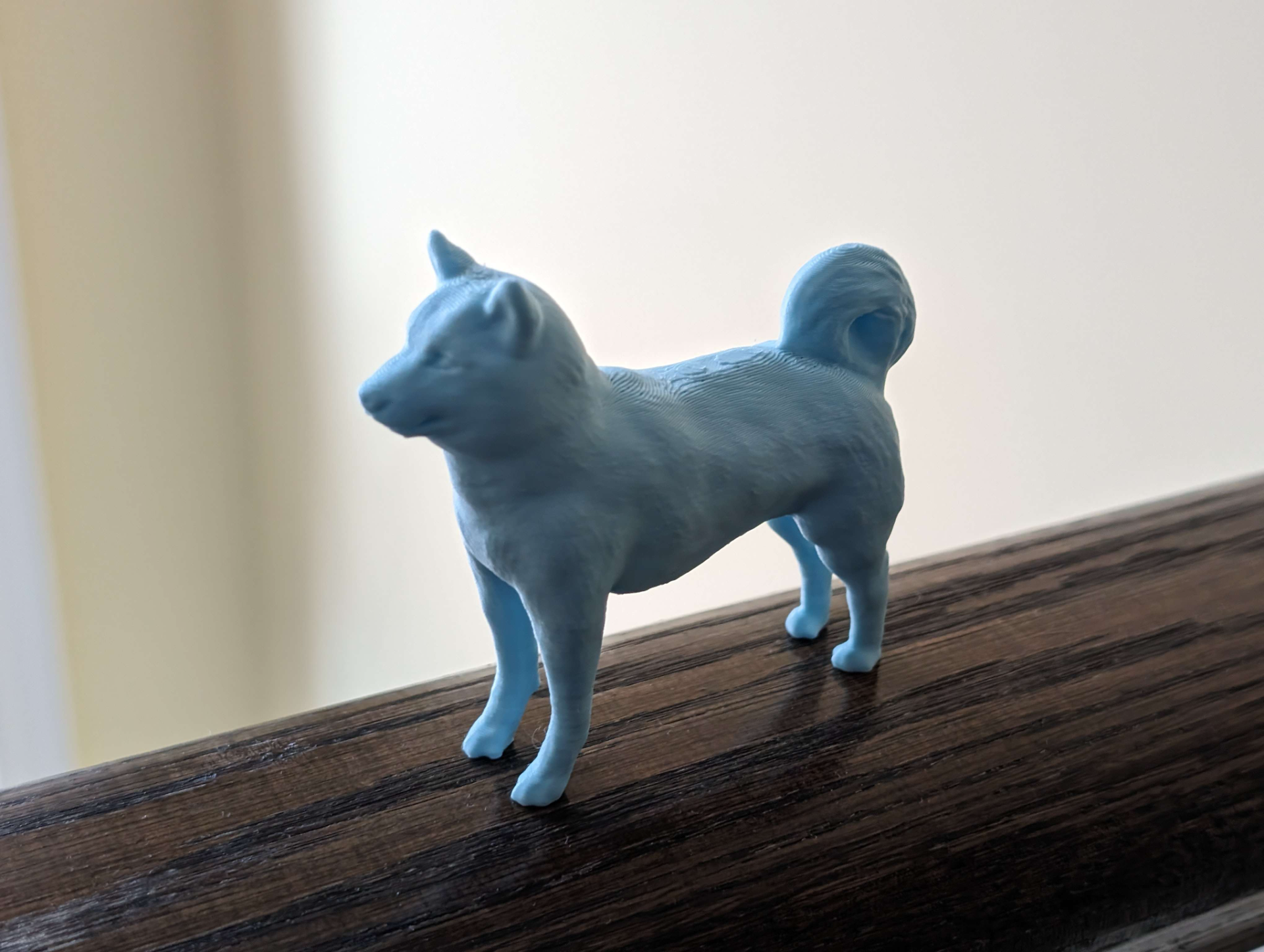 Shiba Inu Dog