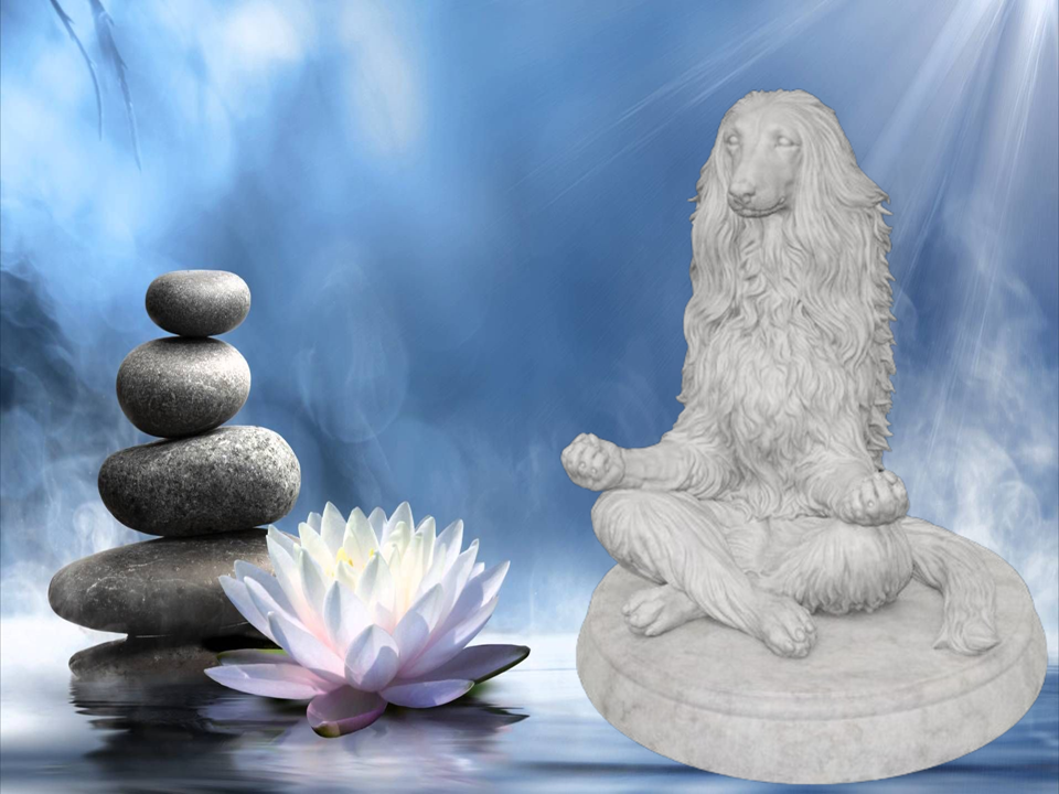Zen Dog - Afghan Hound