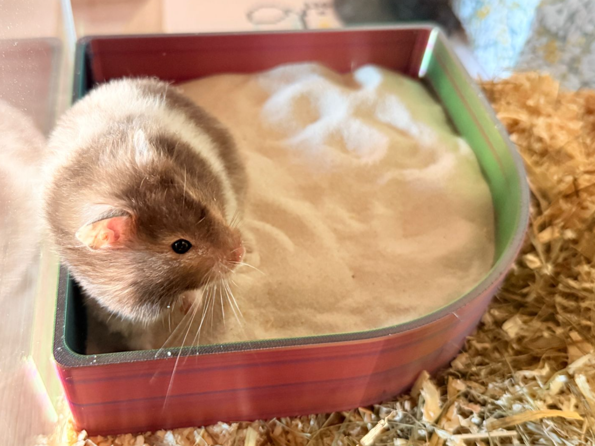 Hamster Toilette Klo Badewanne Sandbad Nager