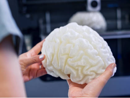 Brain