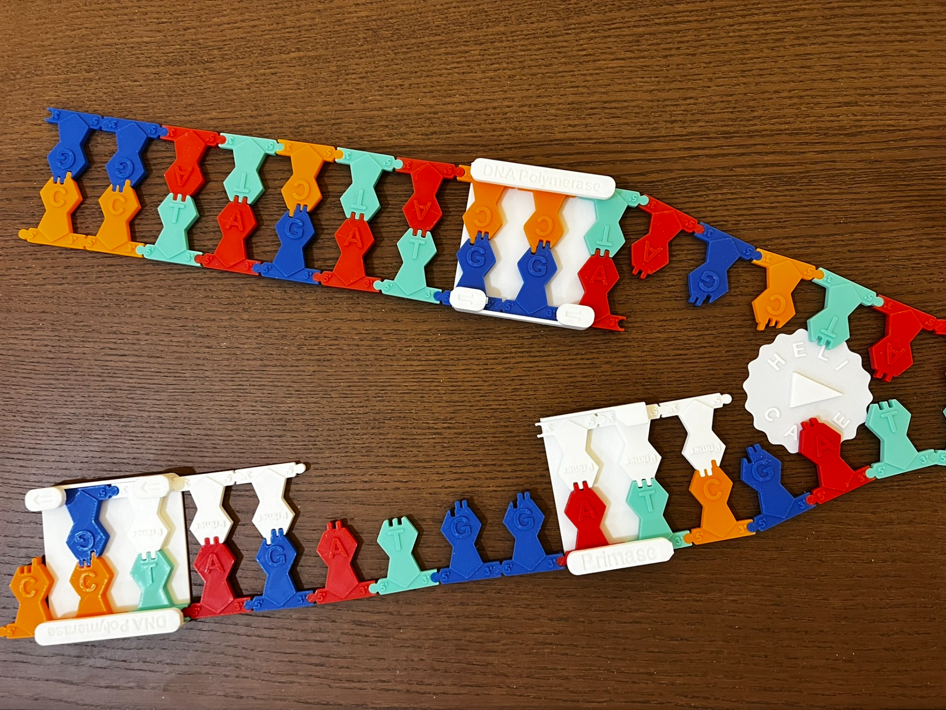 DNA Replication Manipulatives