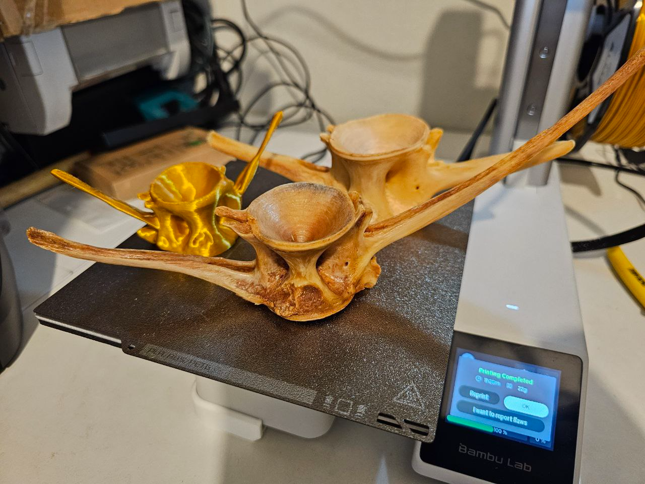 Tuna Fish Vertebrae - Golden Finery