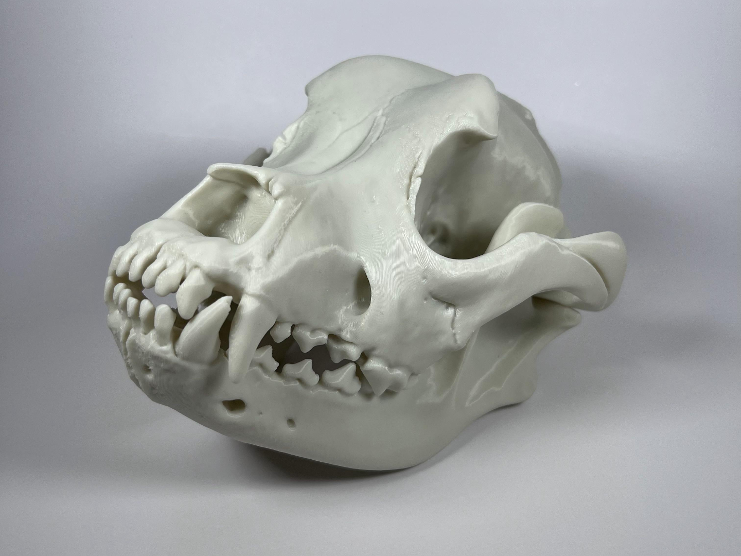 American Bulldog Cranium and Mandible
