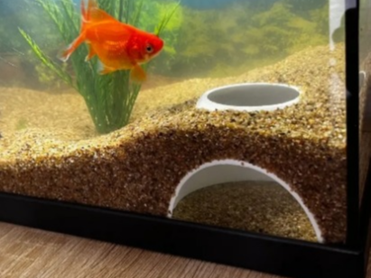A hiding spot for shy fishes.
