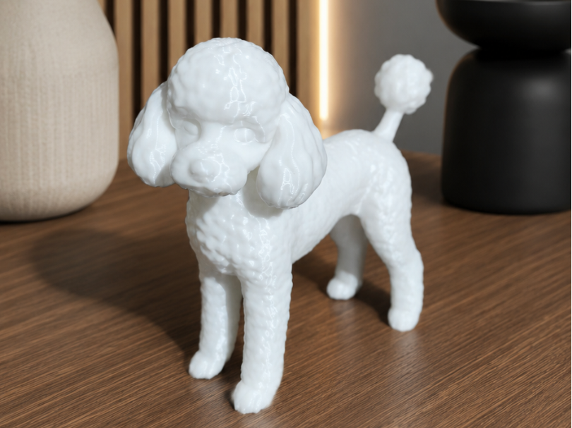 Toy Poodle