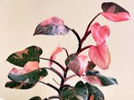 Philodendron Pink Congo – A Dreamy Indoor Plant