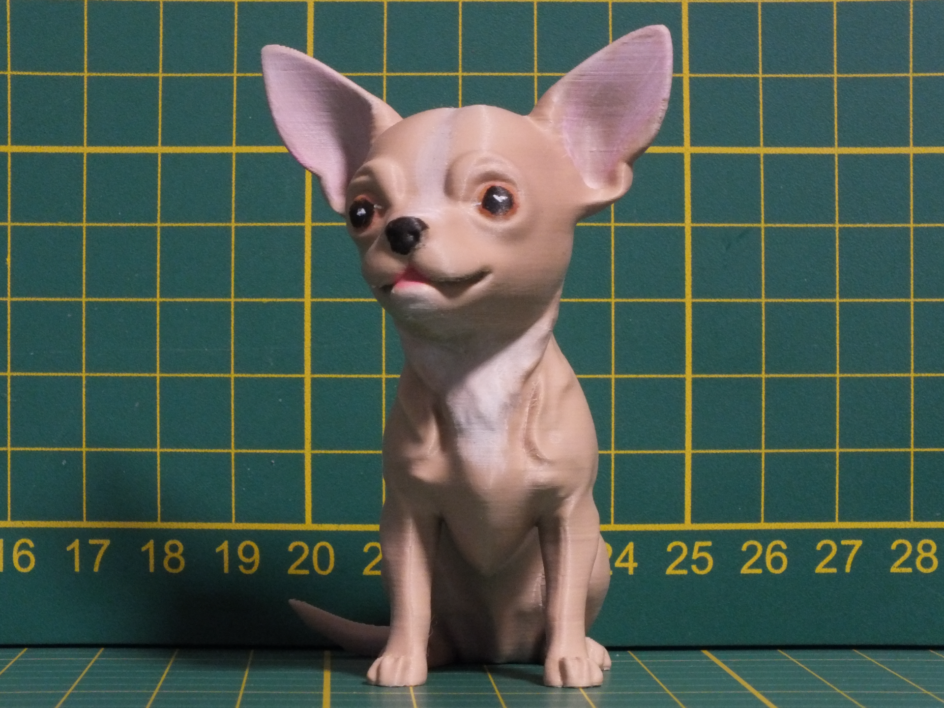 Chihuahua puppy 78 mm 2 hrs
