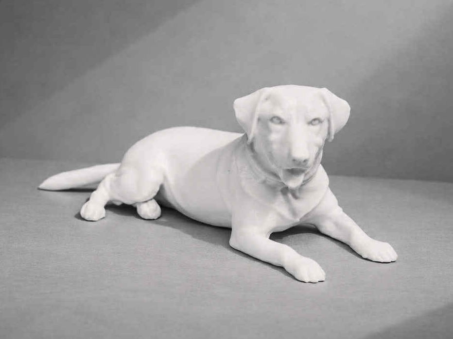 Lying Labrador Retriever - Animal - Dog