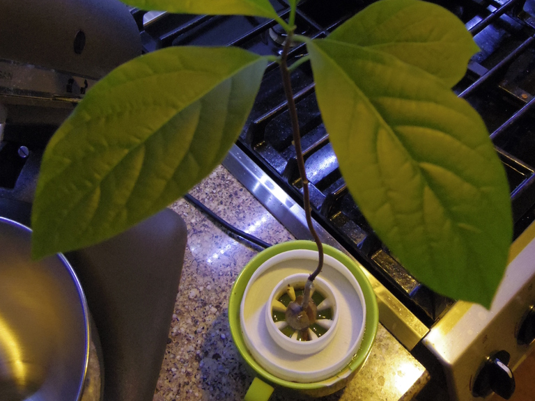 Avocado Germination Holder