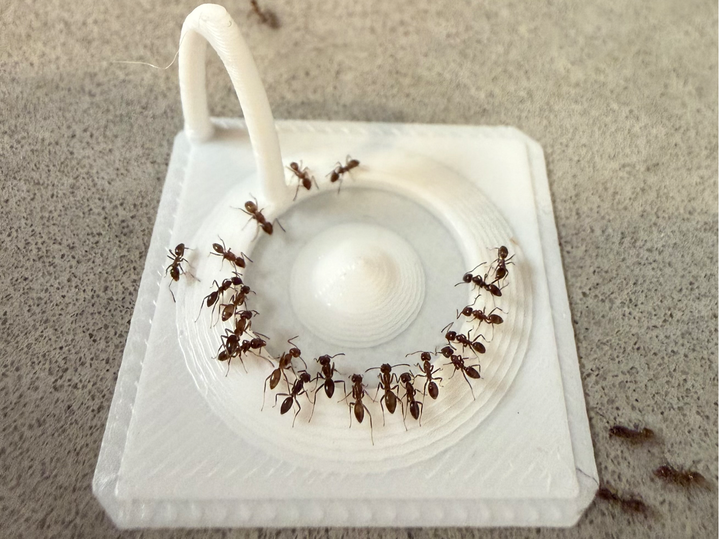 Liquid Ant Bait Traps for Countertop, Wall, Corner