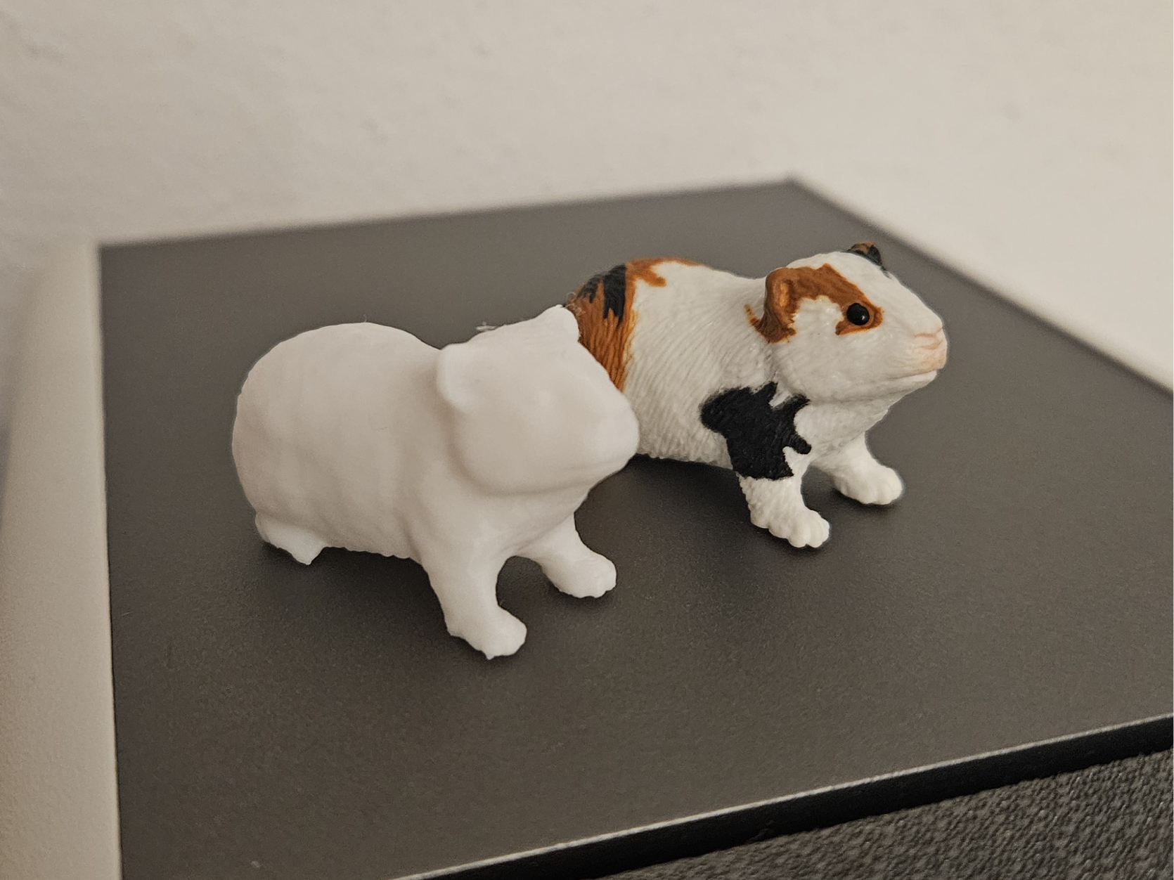 Guinea pig - Meerschweinchen