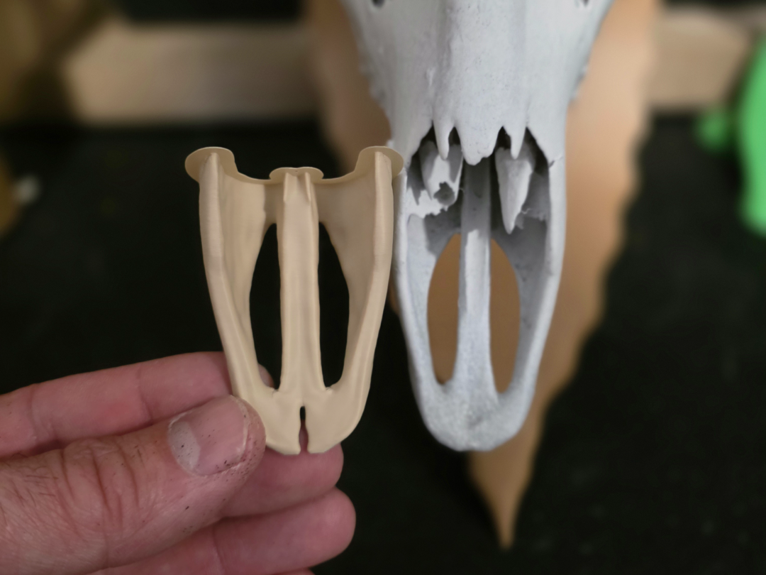 Deer Euro Skull Nose Bone Repair - Taxidermy