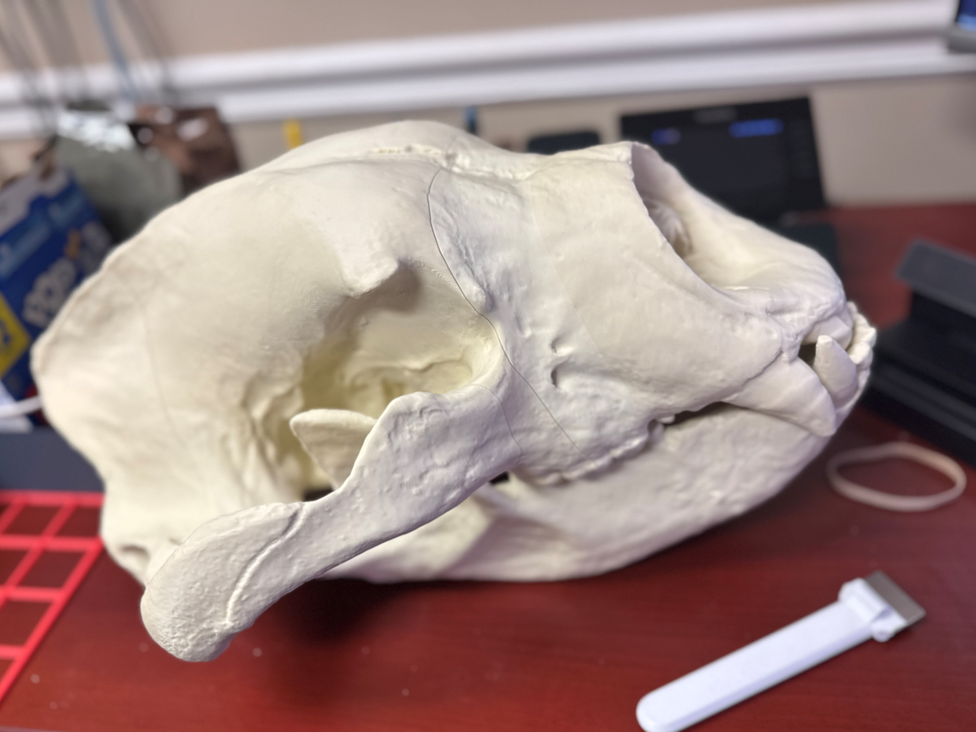 Ice Age, Giant cave bear skull, Fossil scan