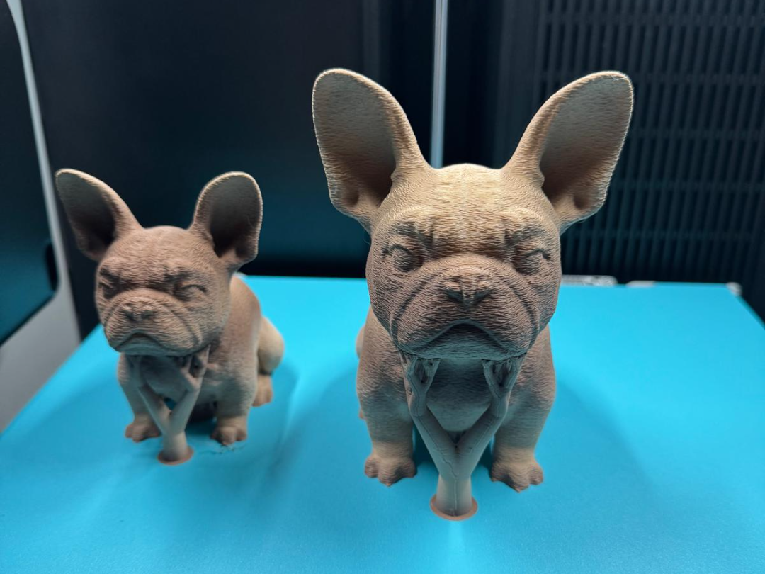 Französische Bulldogge