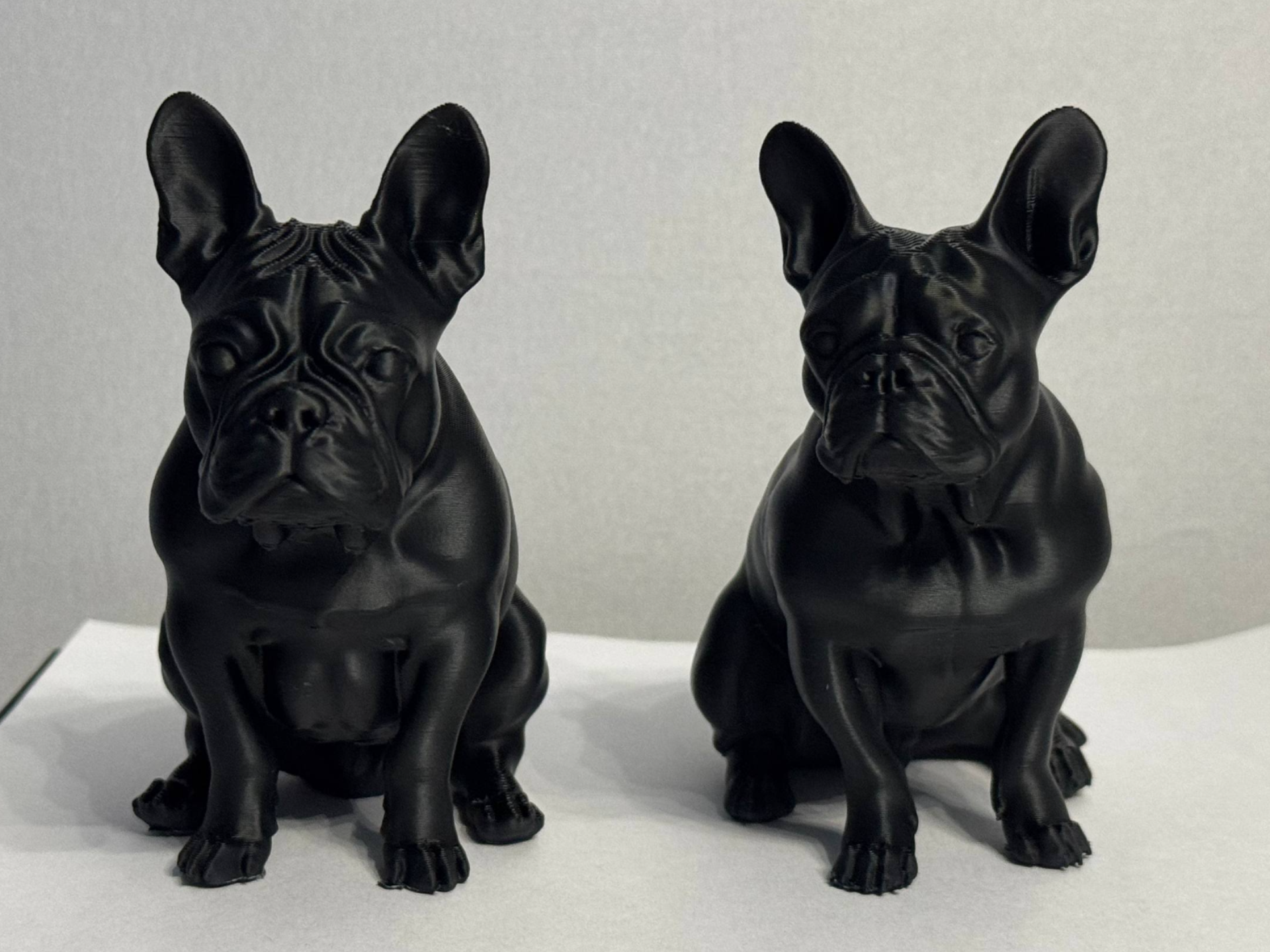 French bulldogs
