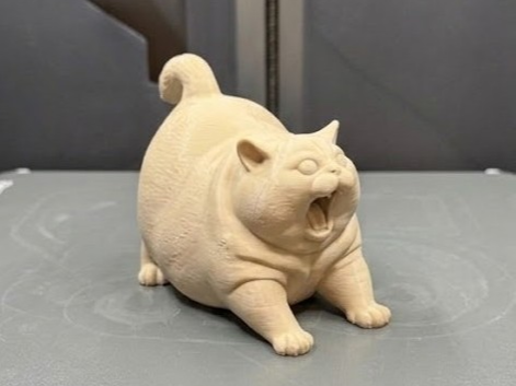 Fat Angry cat