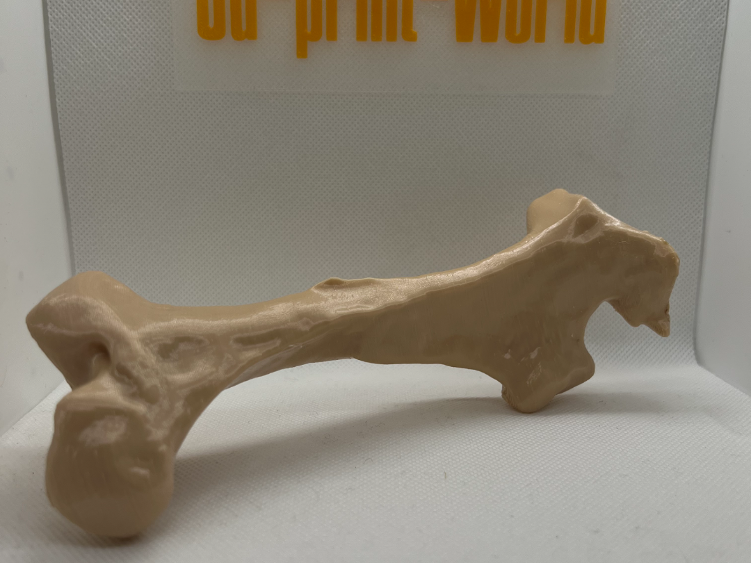 Detailed Cattle Femur (Thigh)Bone