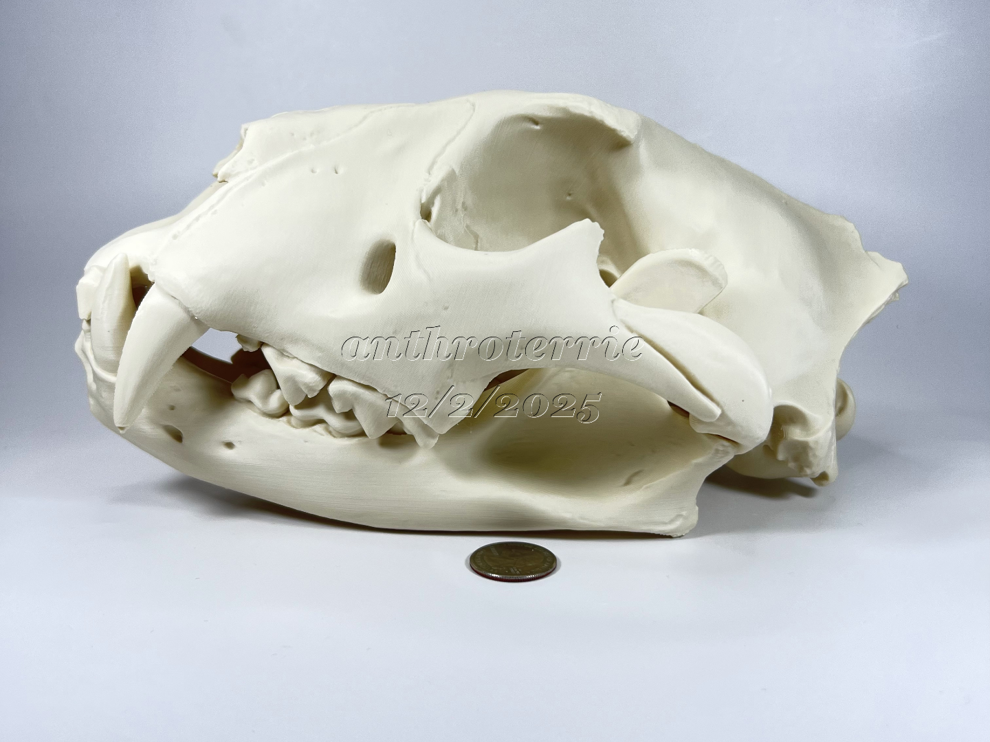 Lion Cranium and Mandible