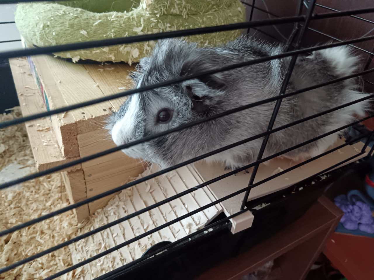 Guinea pig - resting platform with a ladder