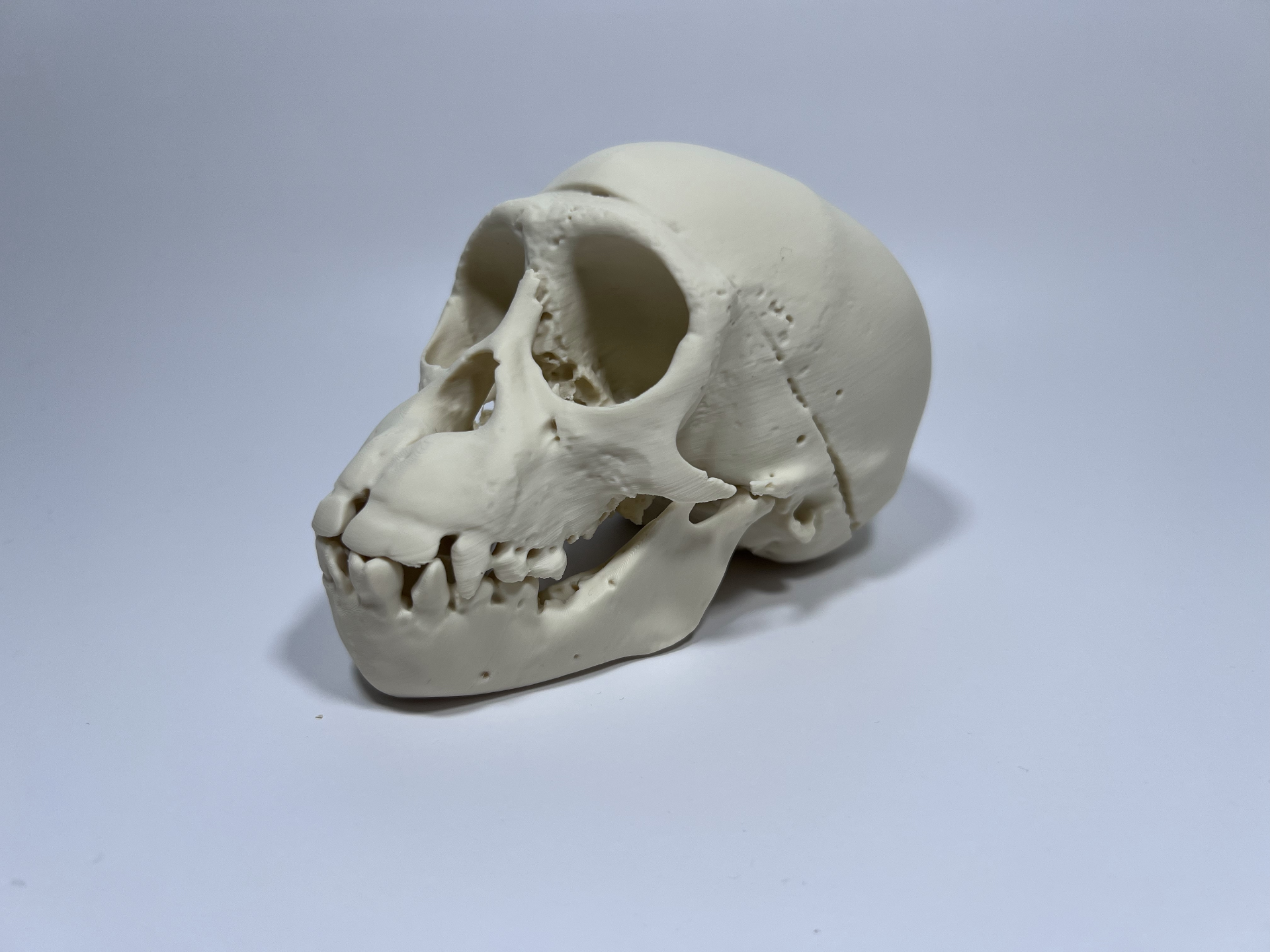 Young Chimpanzee Cranium and Mandible