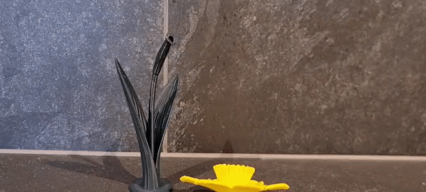 DAFFODIL