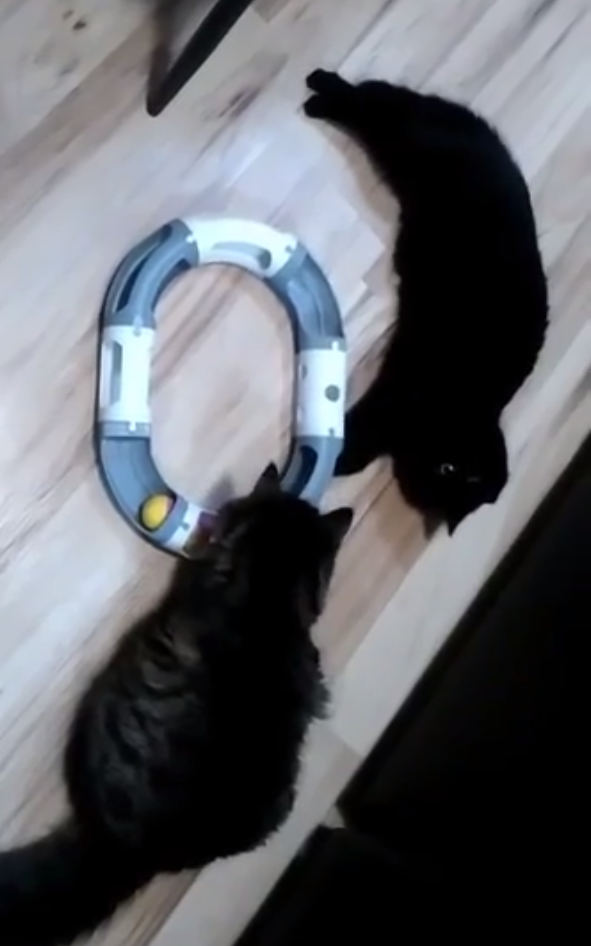 Cat toy ball race