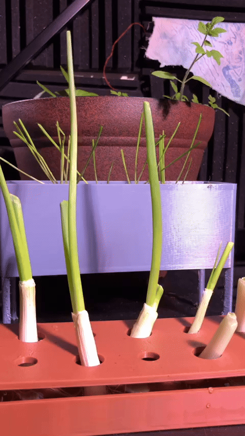 Green Onion Grower